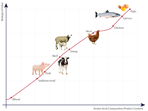 Forholdet mellem den biologiske værdi og aminosyresammensætningen samt proteinindholdet i diverse proteinkilder